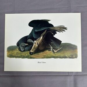1950 Vintage Print Black Vulture  American Bird Art Illustration Audubon 8x11